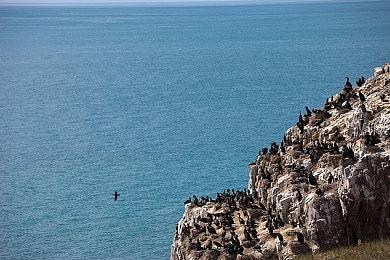 增加复活机会 《艾尔登法环：黑夜君临》将降低单人难度